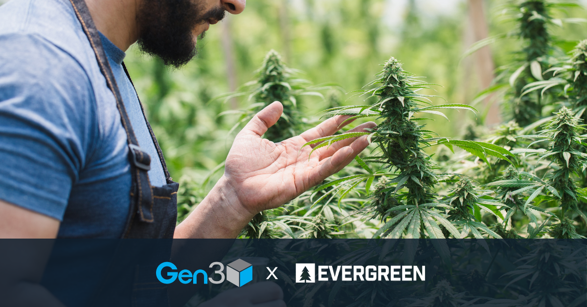 Man inspecting cannabis plants. Gen3 & Evergreen logos on black bar to highlight cannabis life insurance partnership.